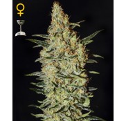 Semillas Neville's Haze